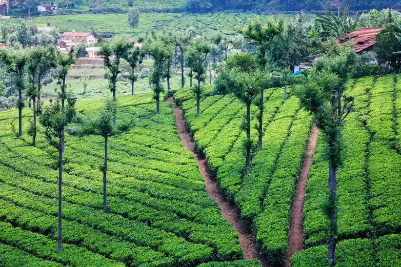 ooty-travel